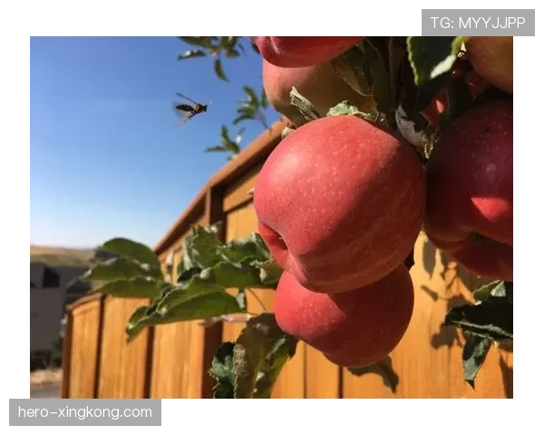 陶菲克退役后住巴厘岛别墅,每天打高尔夫晒太阳,这日子谁看了不酸 陶菲克退役后住巴厘岛别墅,每天打高尔夫晒太阳,这日子谁看了不酸